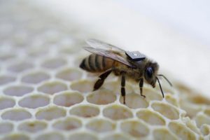 Bee sensors